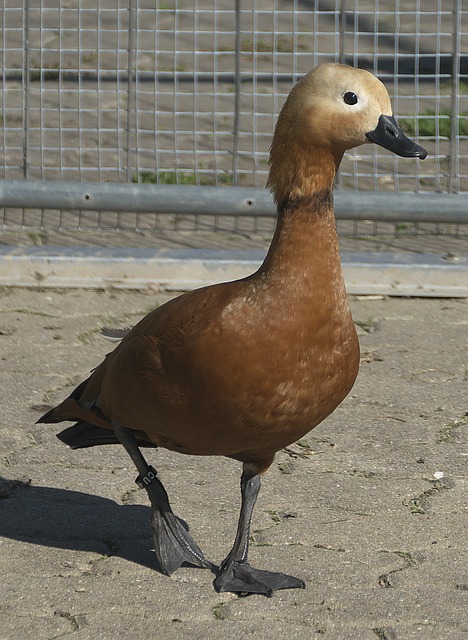 球阵容